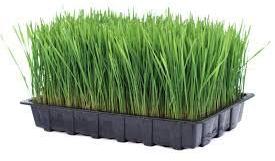 fresh wheatgrass