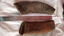 Dried Buffalo Horn for Pet Chews