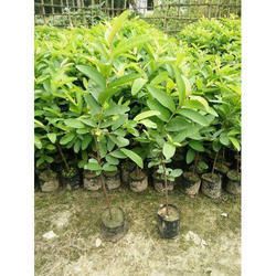 Allahabadi Red Guava Plant