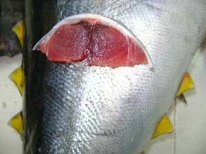 Tuna Fish