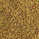 Fenugreek Seed