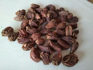 Black Cardamom