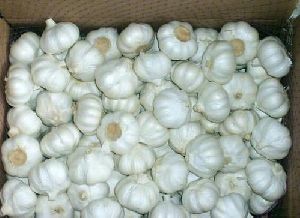 Fresh Garlic