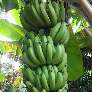 Fresh Green Banana