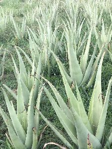 Fresh Aloe Vera Leaves