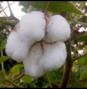 Raw Cotton