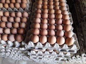 Brown Eggs