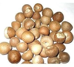 natural areca nuts and betel nuts