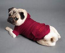 Soft Dog Pet Hoodies