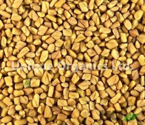 Fenugreek