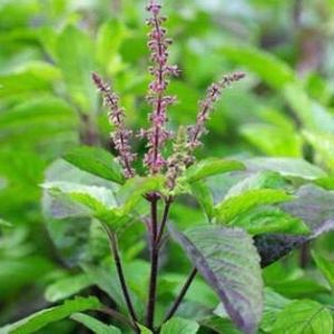 Holy Basil Leaves Dealers in Delhi holy basil leaves Suppliers