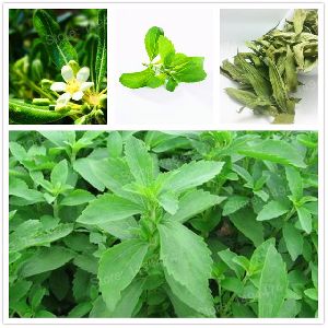 Stevia Leave