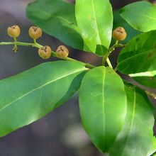 bark oil