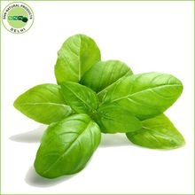 Basil Sweet Oil