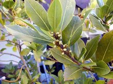 Bay Leaf Oil