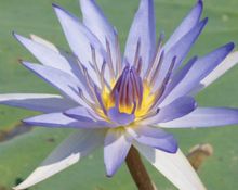 Blue lotus absolute