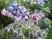 Borage Oil