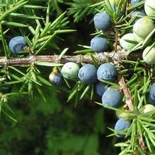 juniper leaf oil