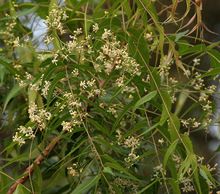 Natural Neem Oil