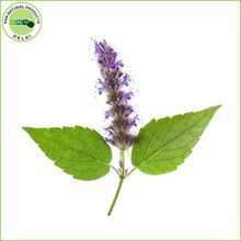 Patchouli Essential Oil