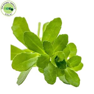 Pure Leaves Extracted Brahmi Oil