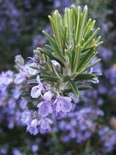 Rosemary Oil