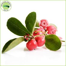 Wintergreen Essential Oil