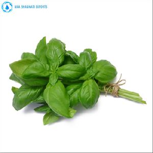 Basil Sweet Essential Oil