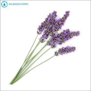 Lavender Essential Oil