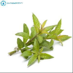 Lemon Verbena Essential Oil