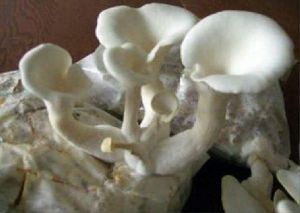 Dry and fresh oyster mushroom