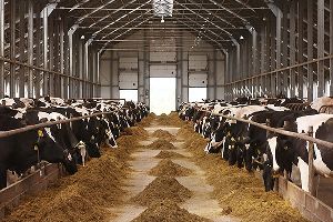 Cattle Feed