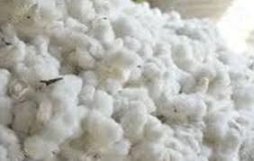 Raw Cotton