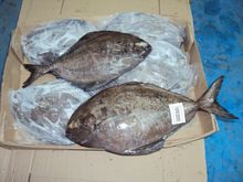 Black Pomfret