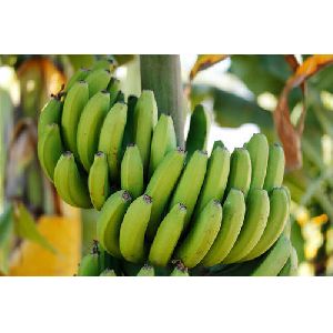 Organic Green Banana