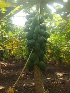 Organic Green Papaya