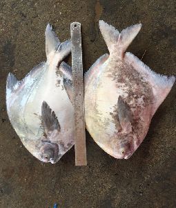 Fresh Chinese Pomfret