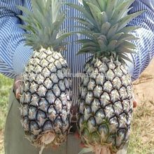 Fresh Pineapple