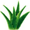 Aloevera