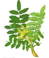 Boswellia Serrata Extract