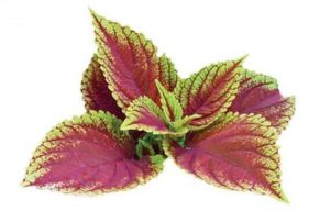 coleus forskolin