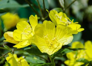 Evening Primrose Oil