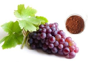 Grape Seed Extract