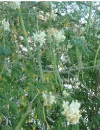 Moringa Oleifera