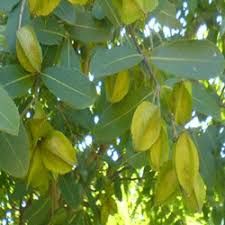 TERMINALIA ARJUNA EXTRACT