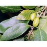 Terminalia Bellerica Extract