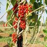 Tinospora Cordifolia