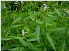 Andrographis paniculata plant