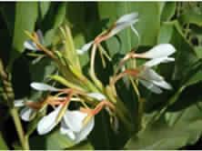 Hedychium spicatum root