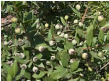 Myrtus caryophyllus fruit